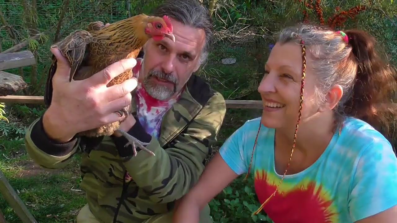 O ztracené slepičce, kuřátkách a kohoutcích...