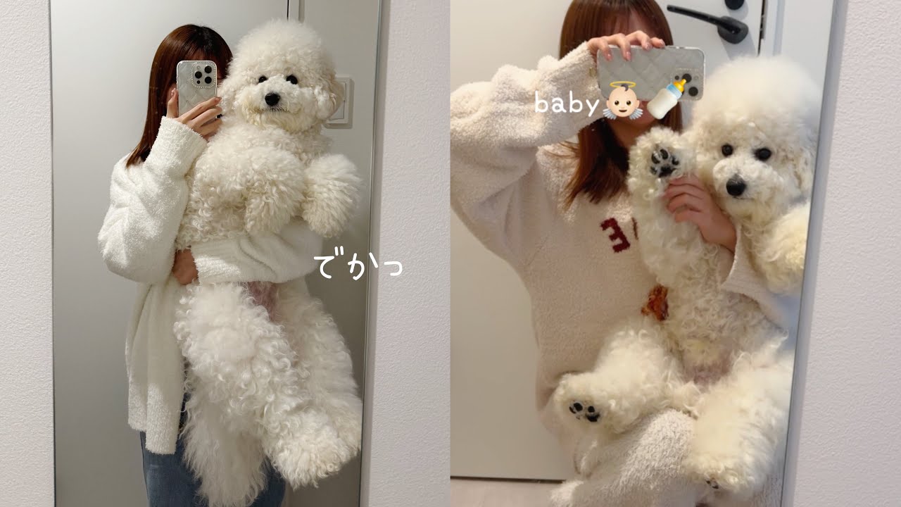 Xで850万回再生されたデカすぎる小型犬