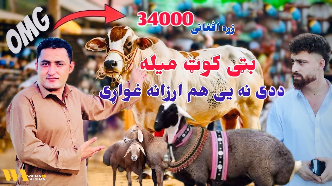 د بټی کوټ میله BatiKot Mila