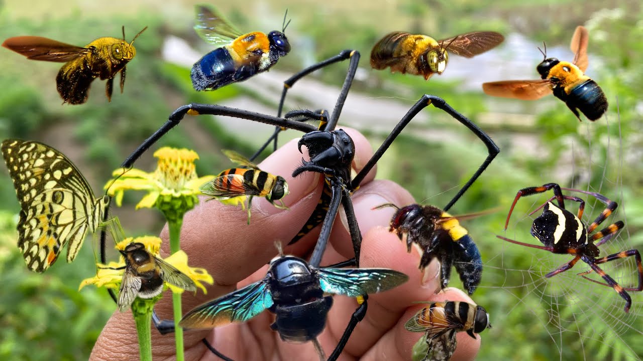 the pollinator of wild flowers: carpenter bee|butterfly|catches insects