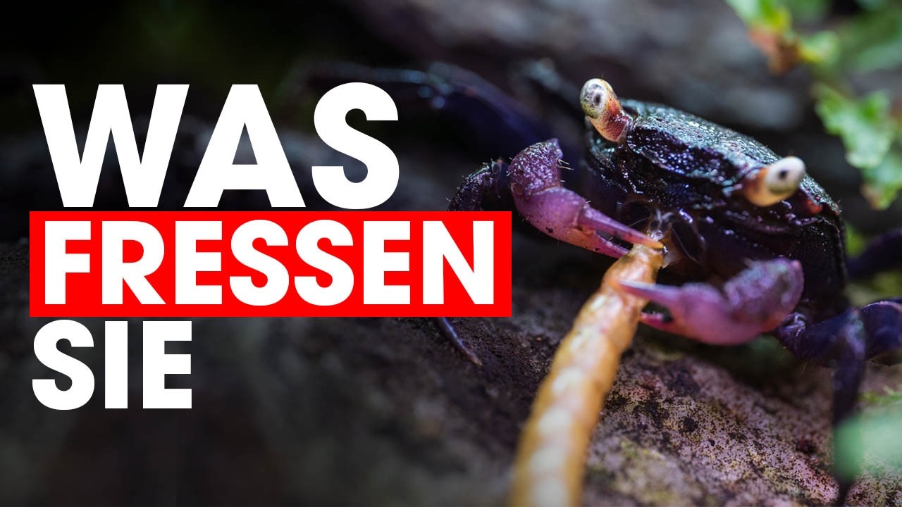 🍂🦀 F&uuml;tterung von VAMPIRKRABBEN - Tipps f&uuml;r die beste Ern&auml;hrung
