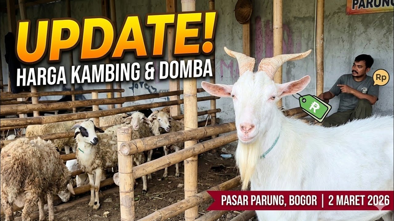 Ada sapera jumbo - Update harga kambing domba pasar hewan parung bogor persiapan qurban 2026