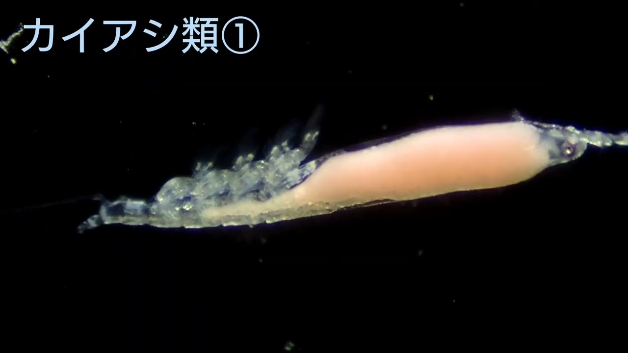生きているチリモン(チリメンモンスター)動画