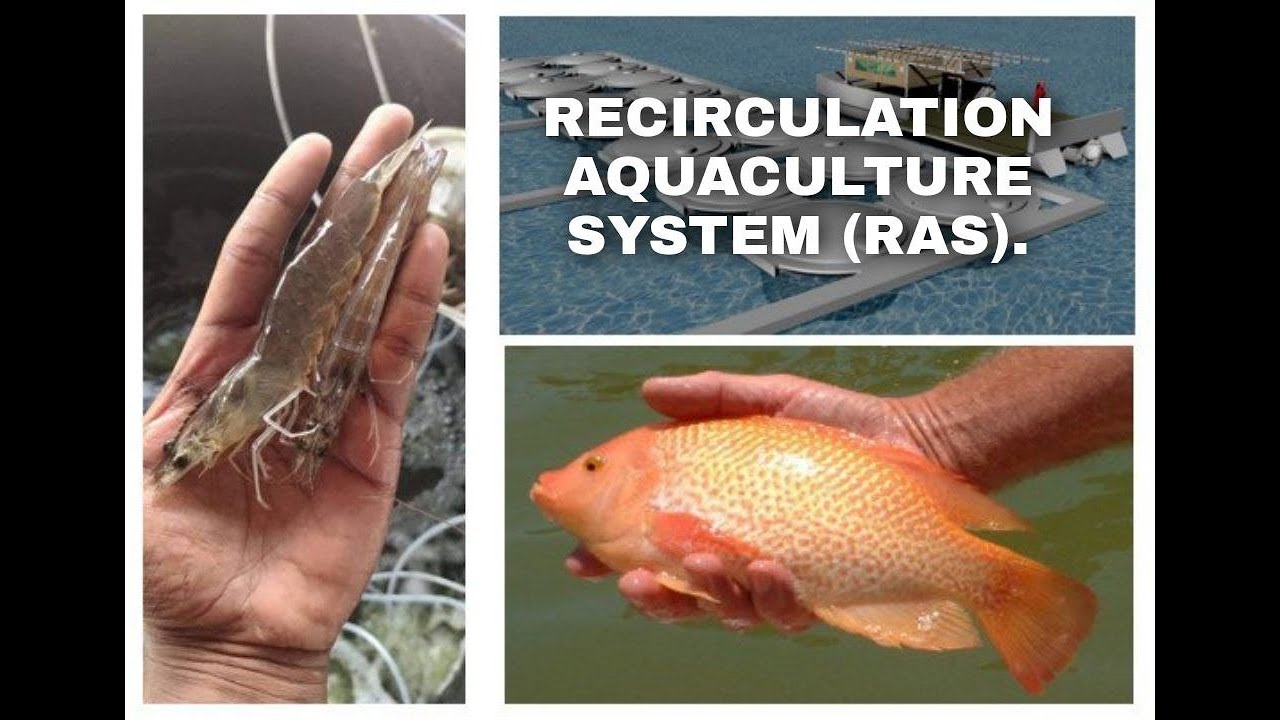 Aquaculture Fish Farming System: Recirculating Aquaculture System (RAS).