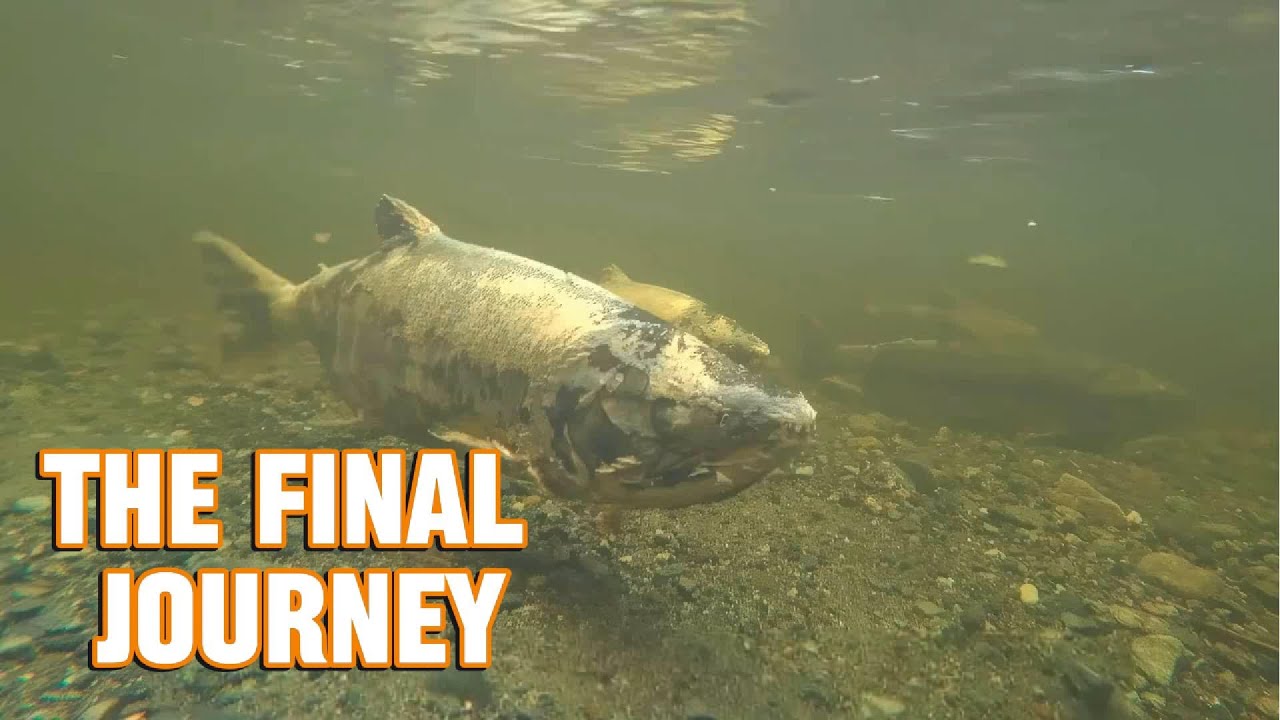 The Final Journey: The Astonishing Secret Behind Salmon Migration