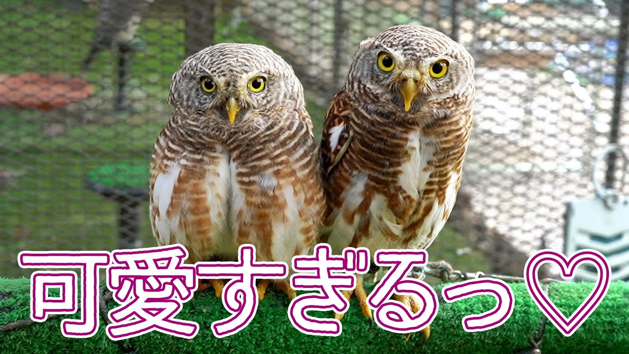 【カワイイ！】猛禽類ばかりの猛獣屋に潜入！第二弾