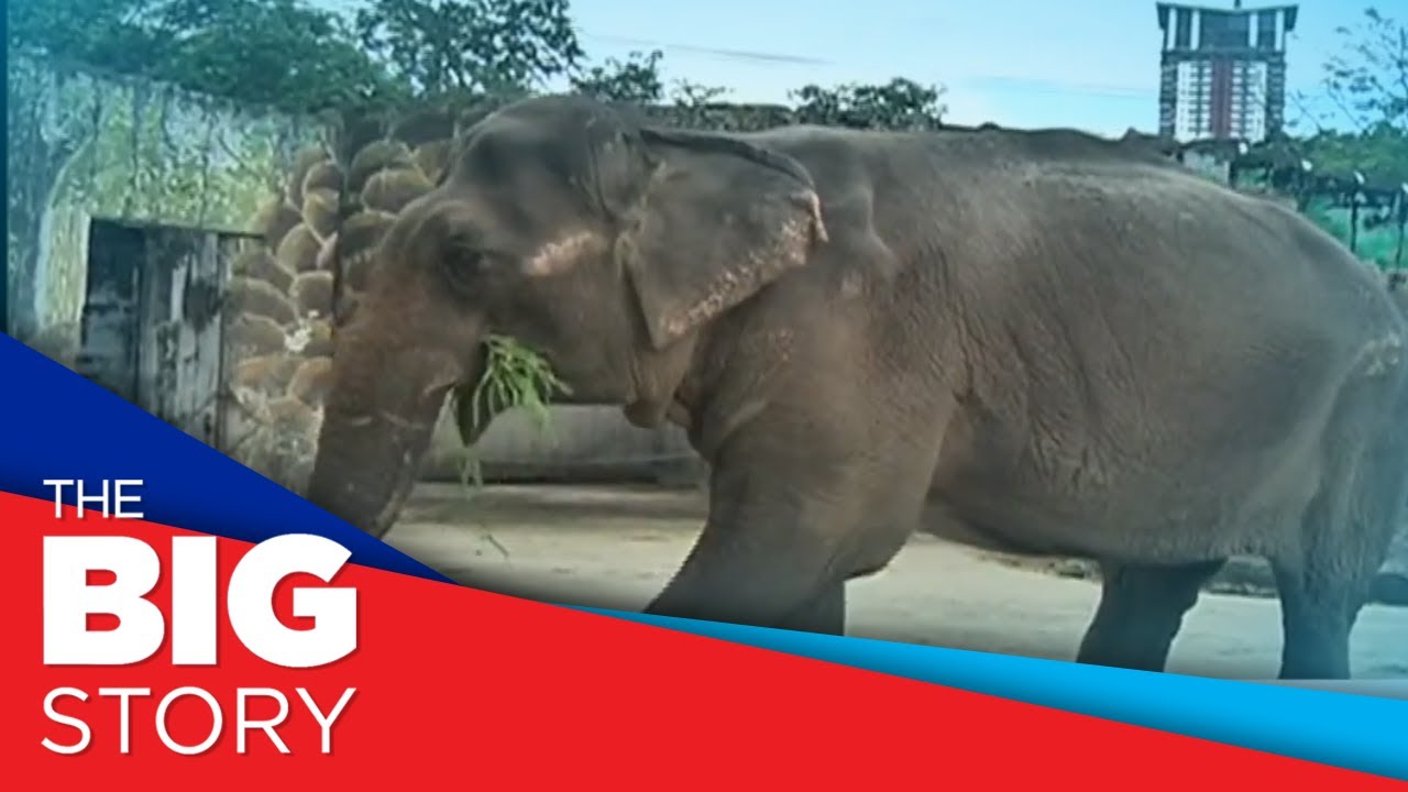 Manila Zoo launches with brand new attractions