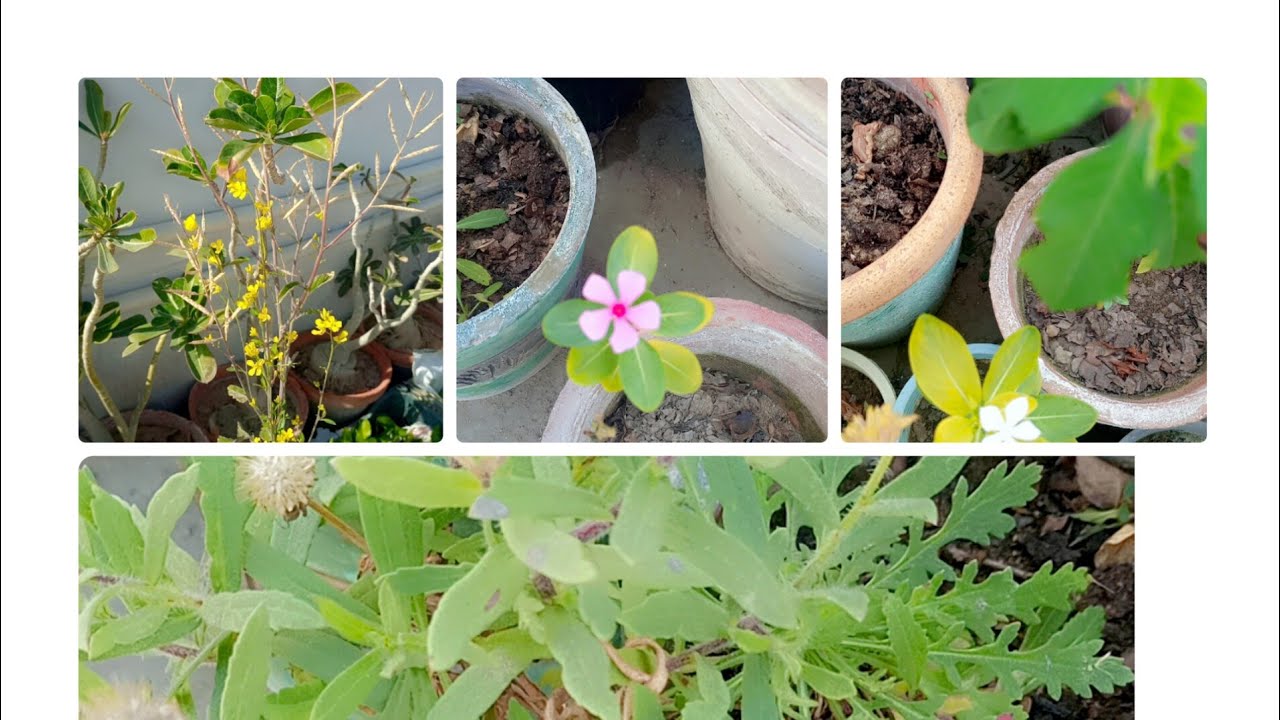 flowers & Garden view is live! Agya hain new flowers