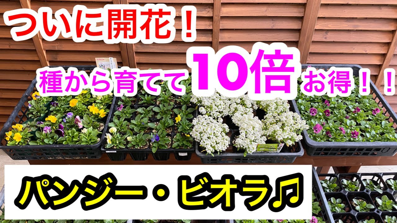 『10倍お得❗️』種から育てたパンジー・ビオラ♫