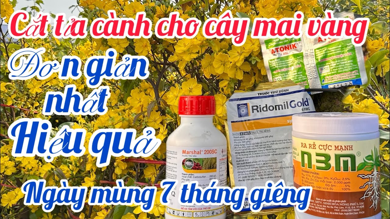 🌼 PHỤC HỒI CÂY MAI VÀNG SAU TẾT  🌸 BẢO ĐẢM HIỆU QUẢ NHẤT 🌺 