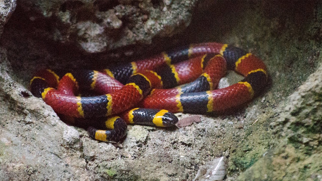 How to spot venomous snakes in Arkansas