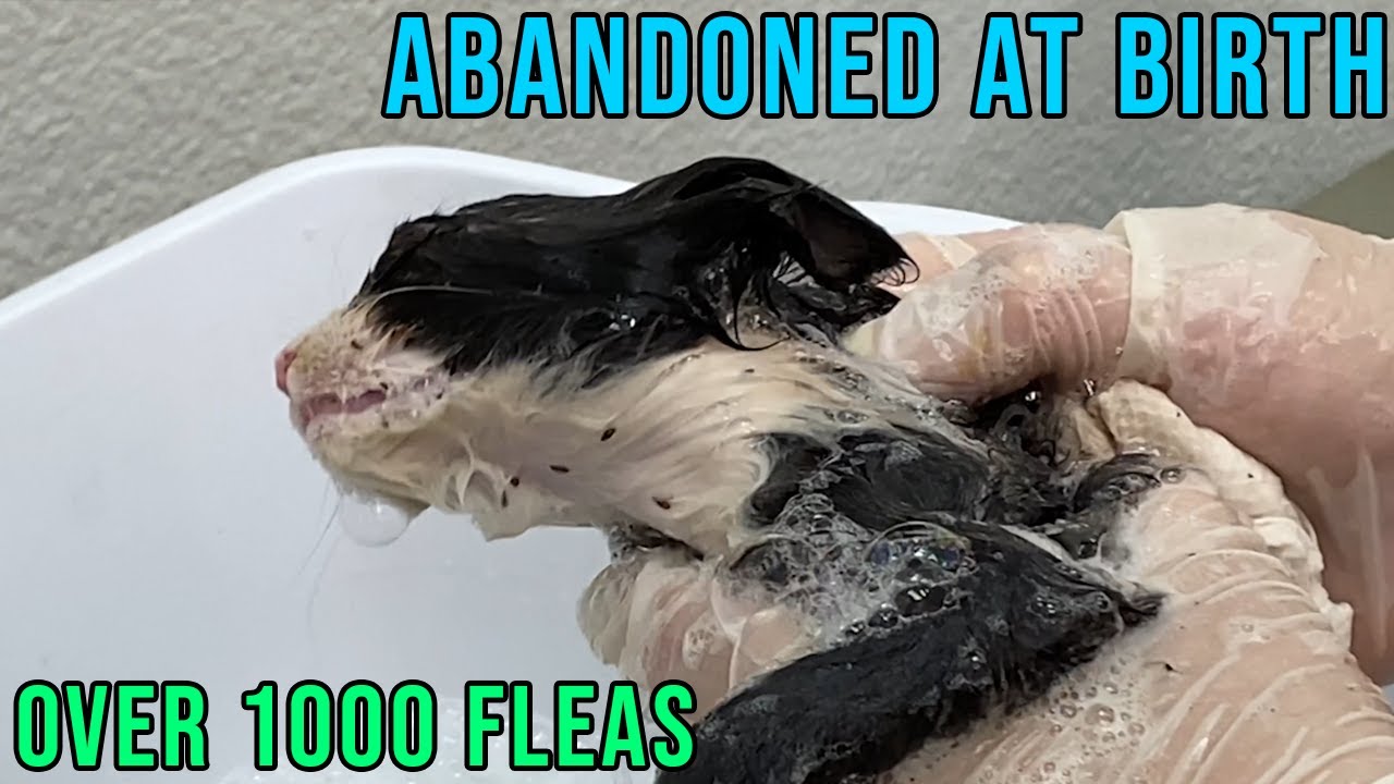 Abandoned Kitten With 1000 Fleas Gets Help