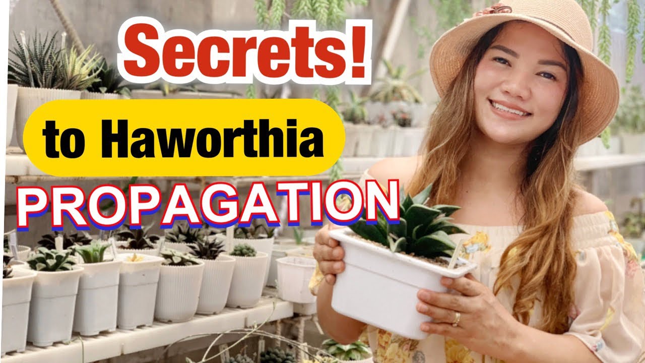HOW TO PROPAGATE  HAWORTHIA IN EASY WAYS | LoveKye 8