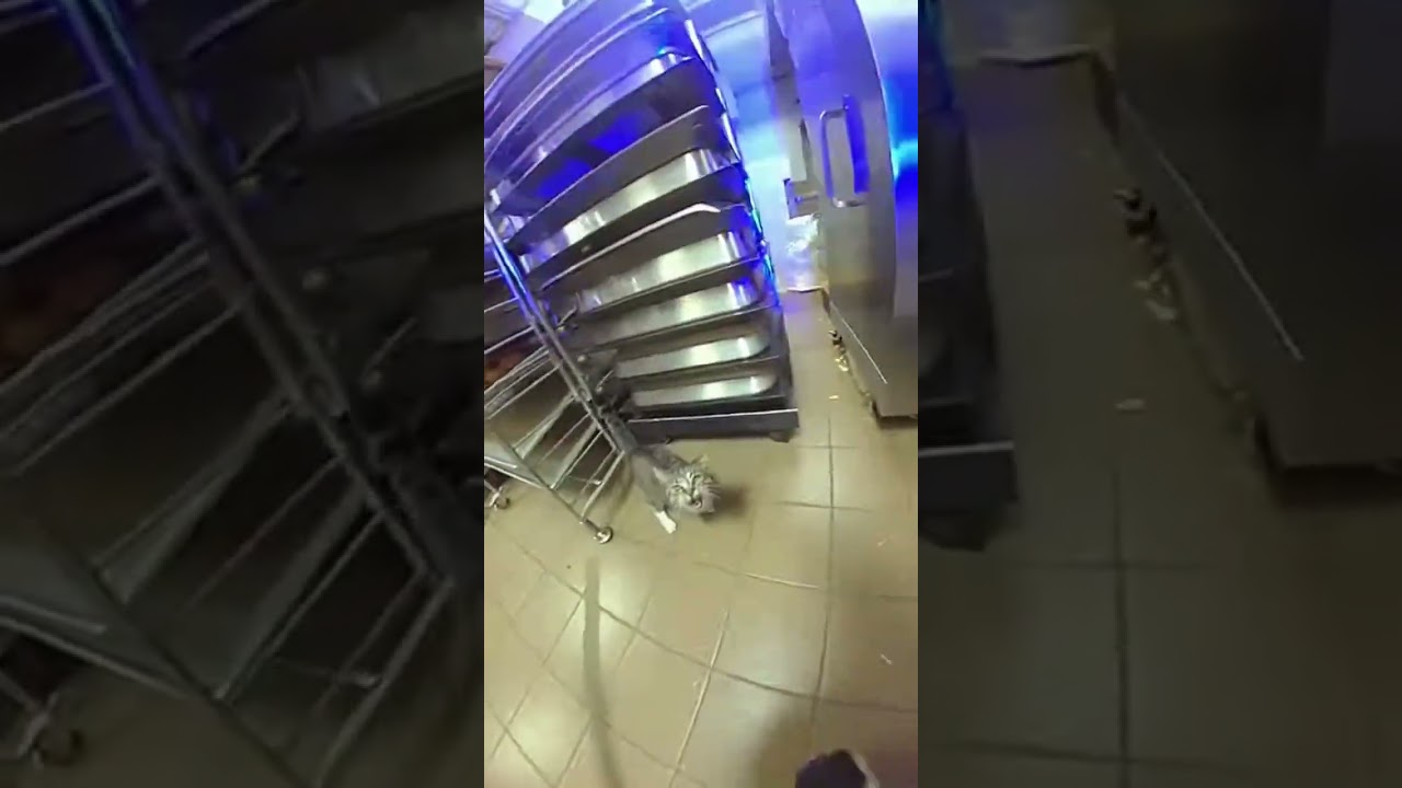 Angry Cat Breaks Into Bakery After Hours