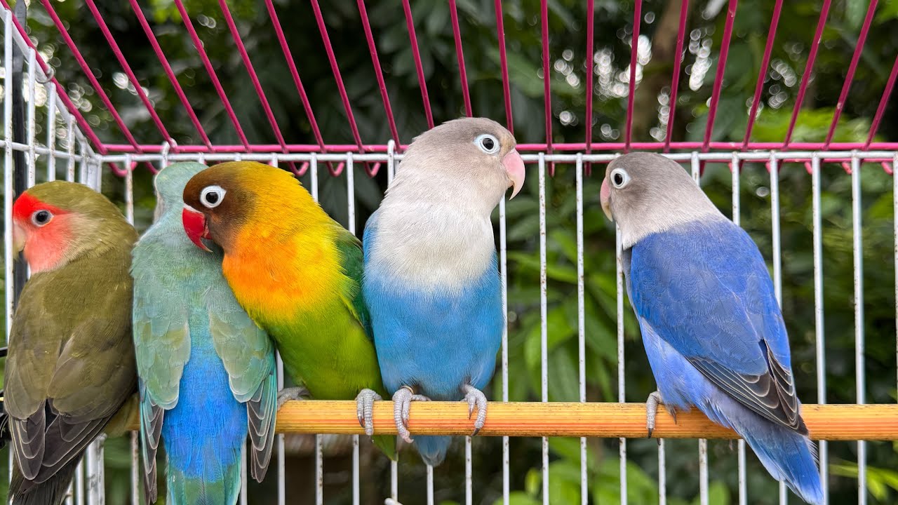 Lovebird Paradise - Cute & RomanticBirds Moments