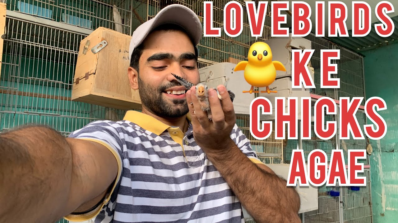 Lovebirds mutation breeding setup| Invest 10,000 Earn 25,000 from birds #lovebirds #earnmoney