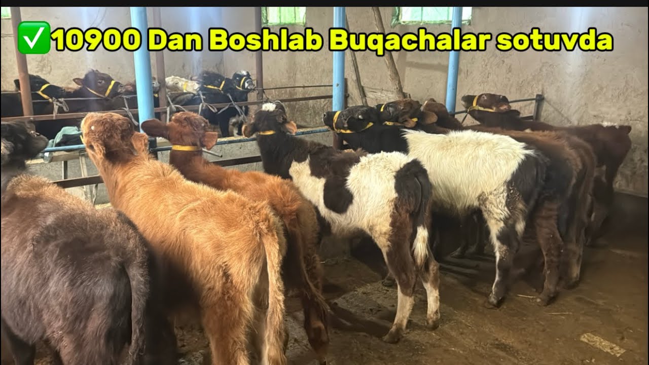 💯YOSH BUQACHALAR NARXLAR SUV TEKIN BOLDI ✅