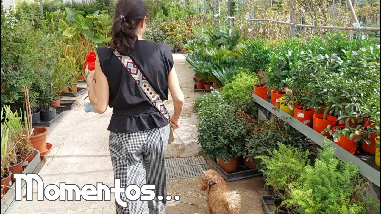 Vlog 24 / Voy al vivero / Jysk, Primark... / Recetas saludables