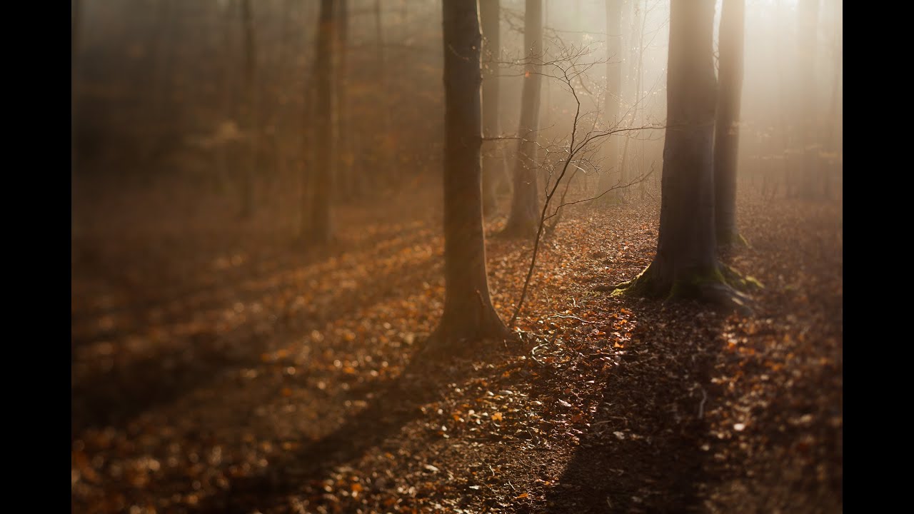 Advanced Photography: Landscapes | Photographing Woodland Scenes