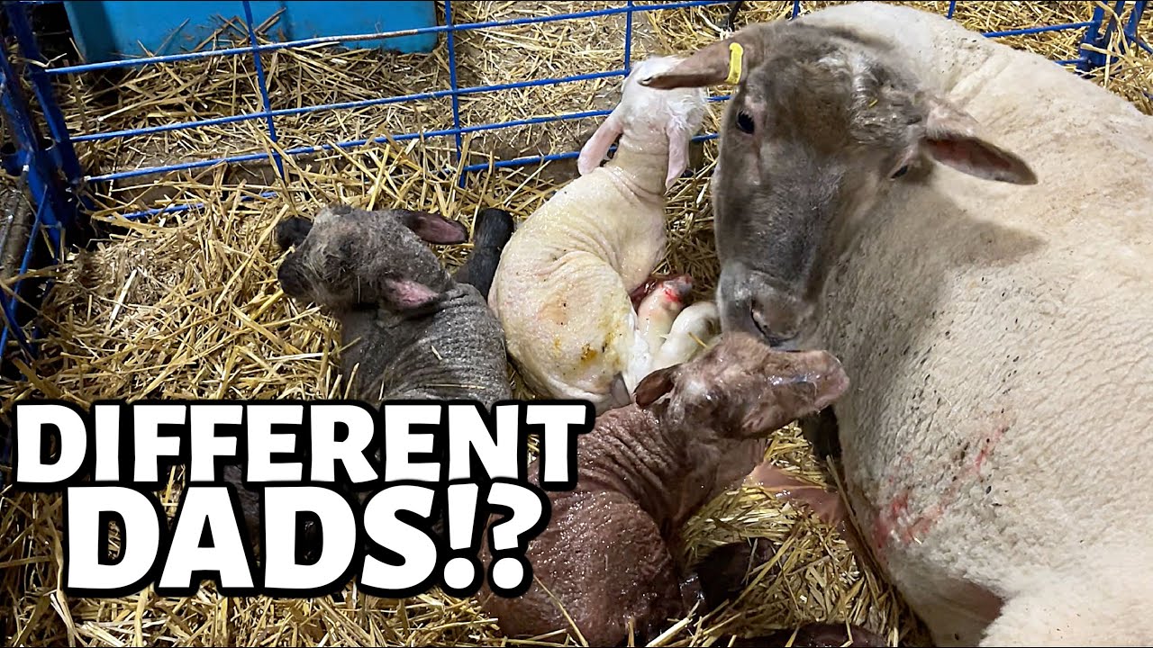 THREE DIFFERENT DADS?!!  ...Mama's got some explaining to do. | Vlog 682