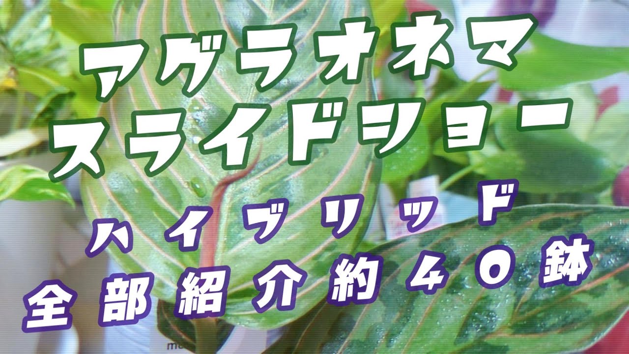 アグラオネマの美しいバリエーションをスライドショーでお届けします！