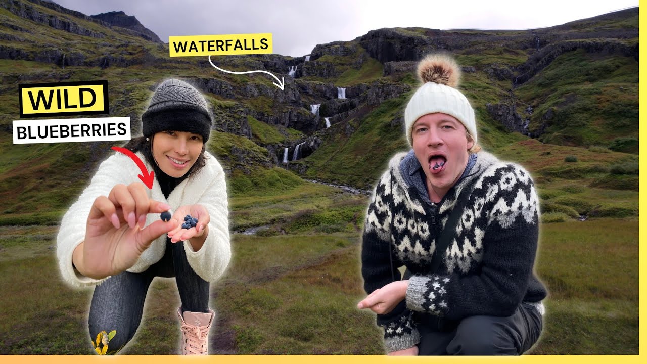 EATING WILD BLUEBERRIES IN ICELAND