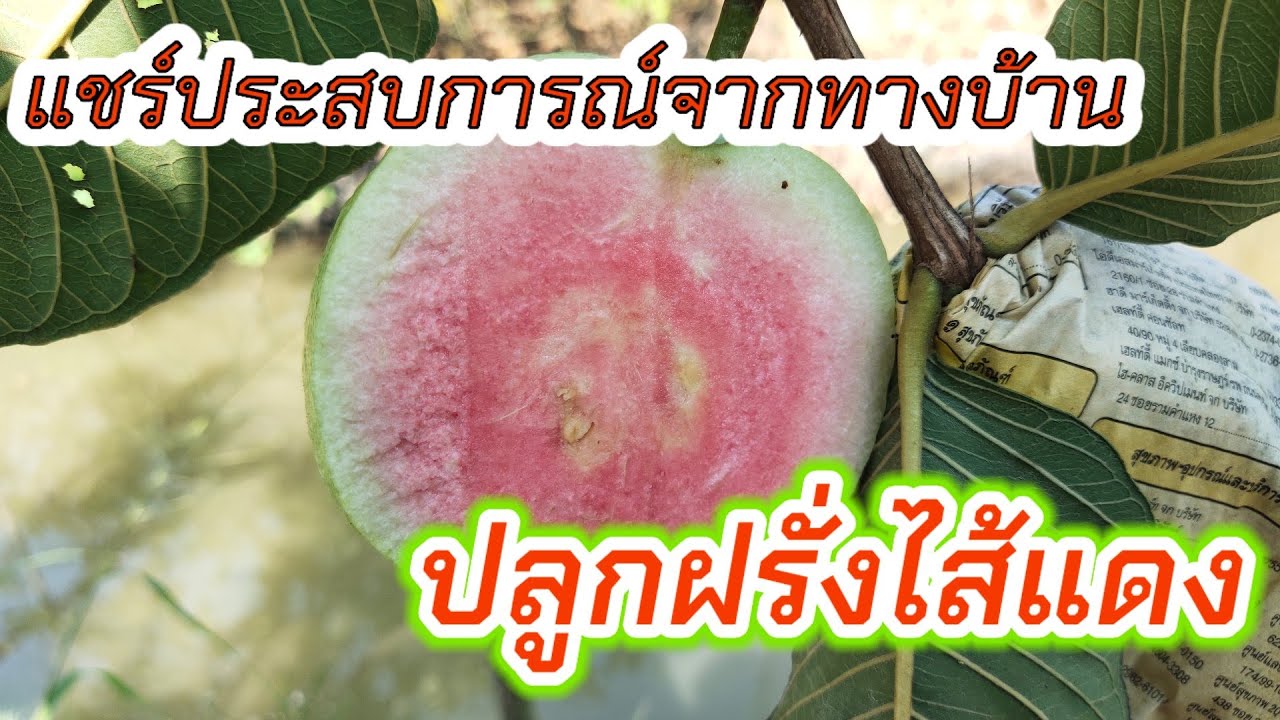 EP.26  แชร์ปัญหา-ประสบการณฺ์จากทางบ้าน กับการปลูกฝรั่งไส้แดง