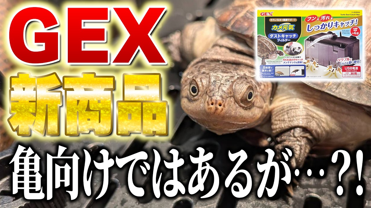 【GEX】ダストキャッチフィルター！中はあの濾過材？カメの陸地と合体する？【亀飼育】