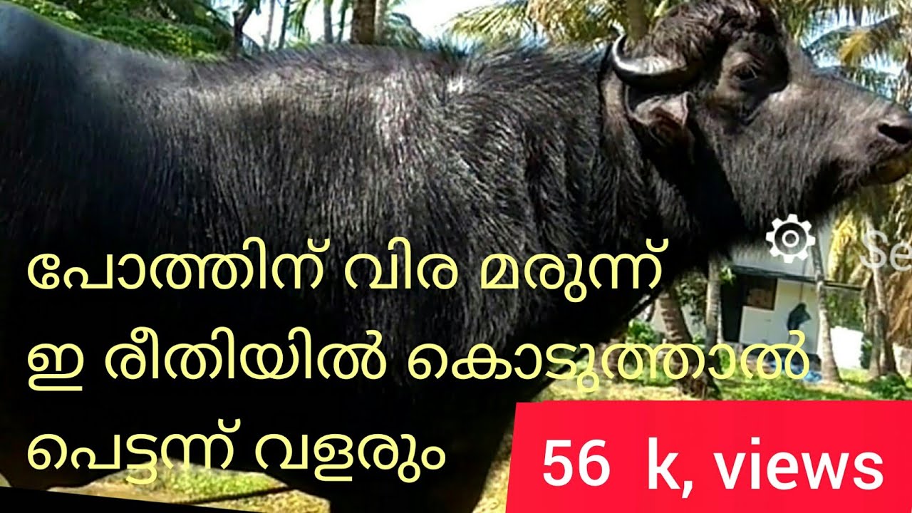 പോത്തിന് വിര മരുന്ന് ഇ രീതിയിൽ കൊടുത്താൽ പെട്ടന്ന് വളരും