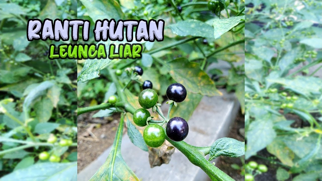 Tanaman Liar yang Bisa Dimakan, Ranti Hutan atau Leunca Liar || Solanum nigrum || Black Nightshade