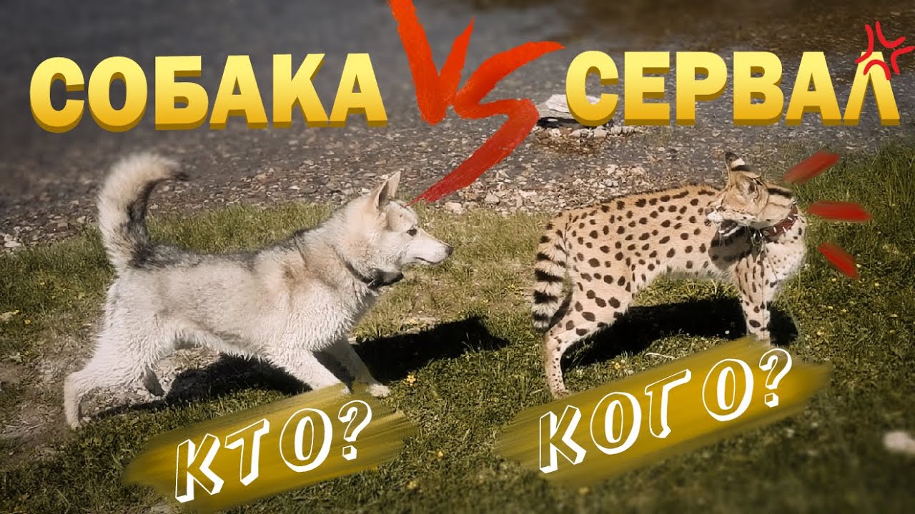 Собака против кошки СЕРВАЛА