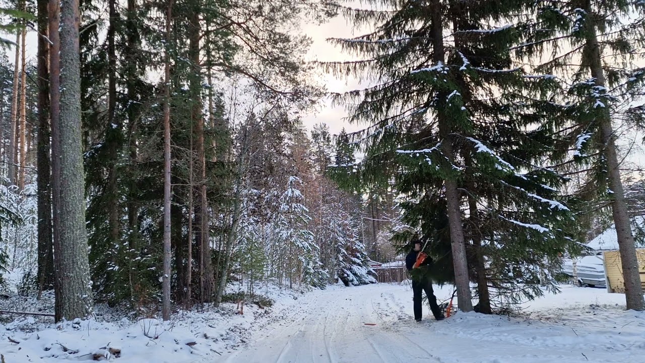 Husqvarna 445 mk2, piha kuusi pötkölleen. @lahenpehtoori1881