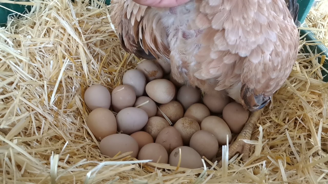 Hint tavuğu nasıl gurka yatırılır ? / Tavuğu gurka yatırmadan önce nelere dikkat etmeliyiz? #hint