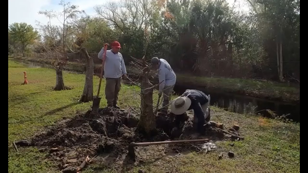 Collecting our Field Grown Bald Cypress