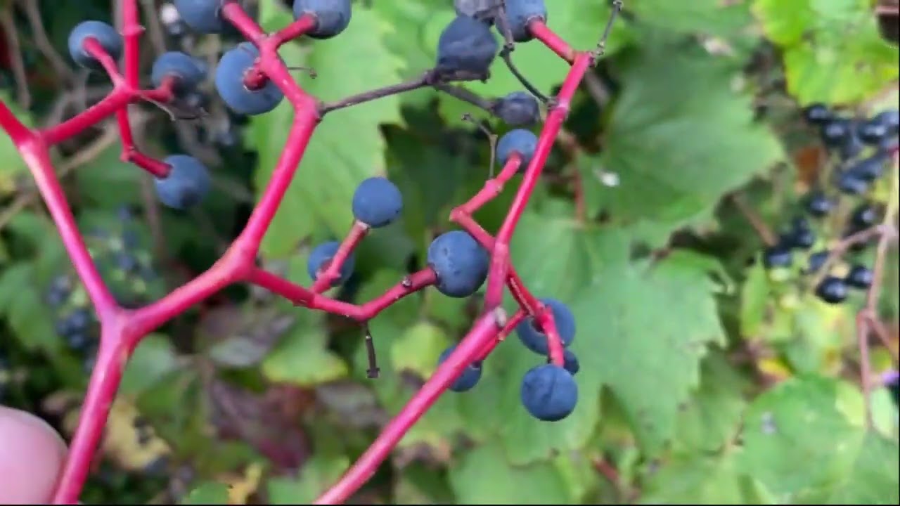 Toxic Look-a-Likes - Wild Grape and Virginia Creeper