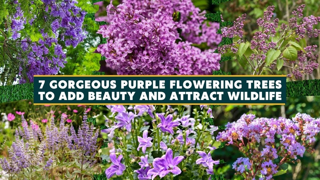 7 Gorgeous Purple Flowering Trees to Add Beauty and Attract Wildlife ☘️🌷
