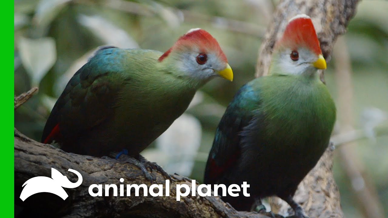 The Bronx Zoo's First Red-Crested Turaco Hatching in 30 Years!  | The Zoo