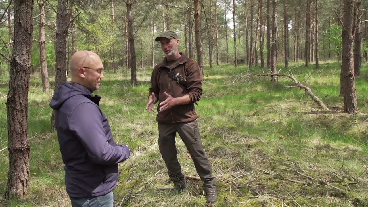 Van monotoon naar gevarieerd bos in het Weerterbos | Natuur en Zo