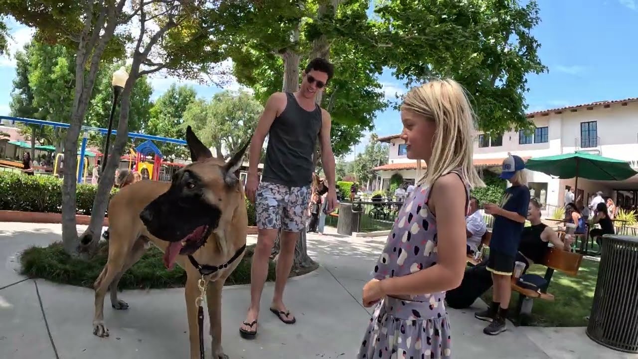 Cash 2.0 Great Dane meeting new people in Malibu 35