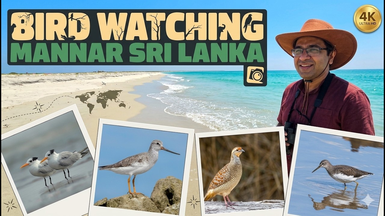 Mannar | Bird Watching /Sri Lanka 【4K】