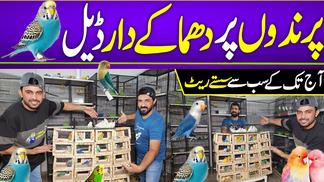 Umar Bhai ki offer | Bohat Kam Rate pr #lahorientertainmentchannel #birds #parrot