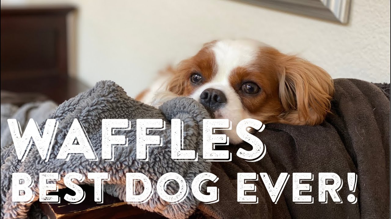 Our Cavalier King Charles Spaniel, the BEST Dog Ever!