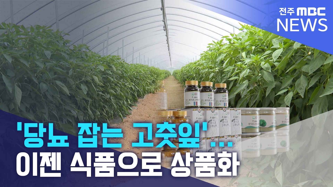 '당뇨 잡는 고춧잎' 식품으로 변신 | 전주MBC 260312 방송