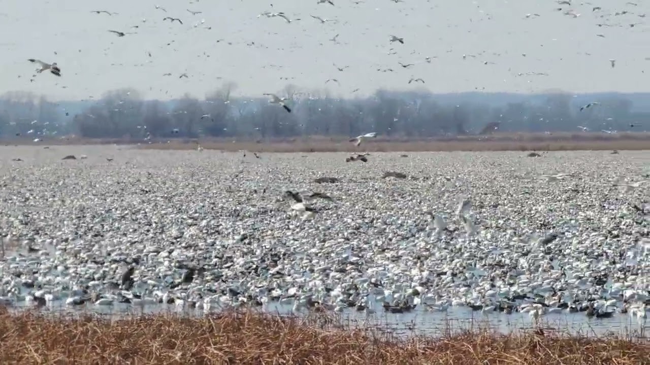 Loess Bluffs National Wildlife Refuge