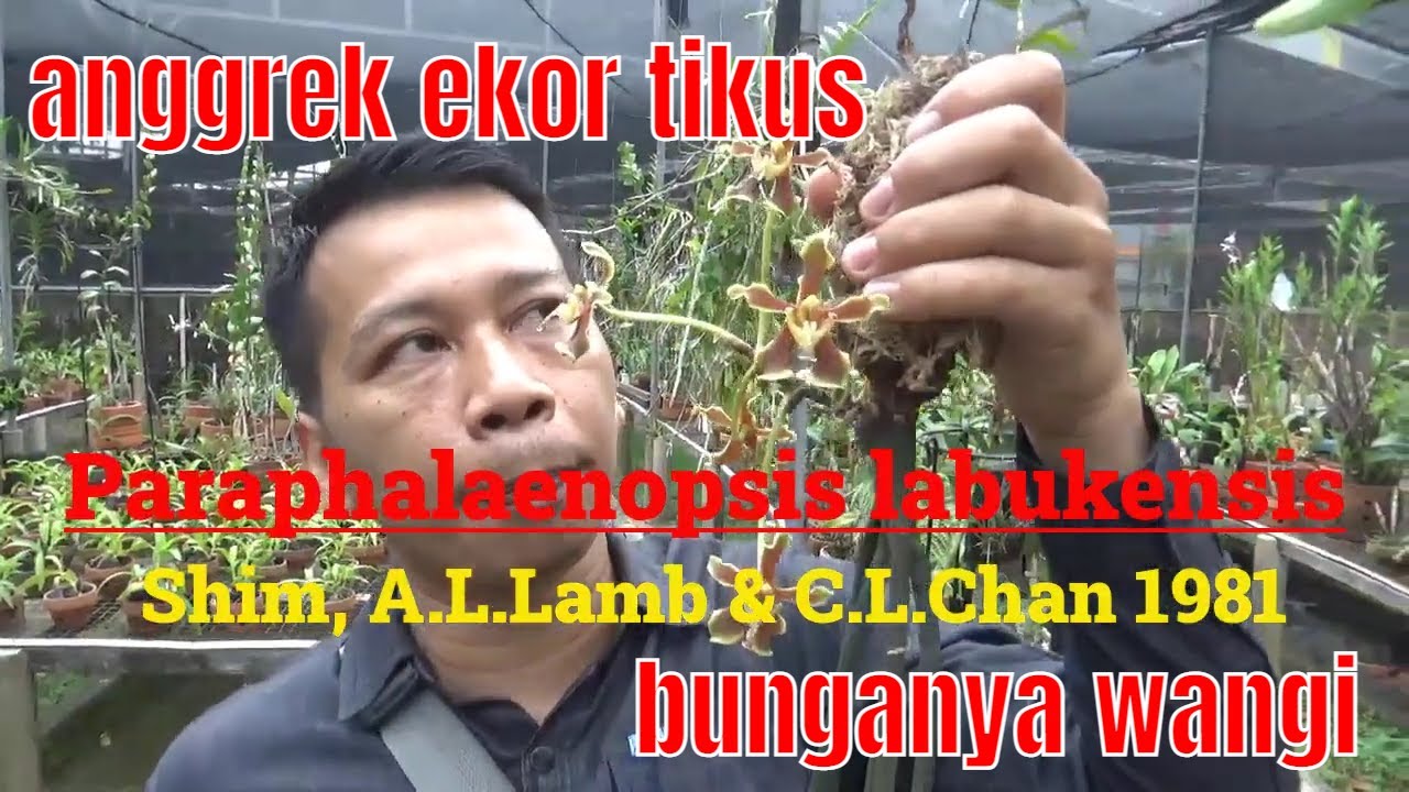 paraphalaenopsis labukensis atau anggrek ekor tikus bunganya wangi