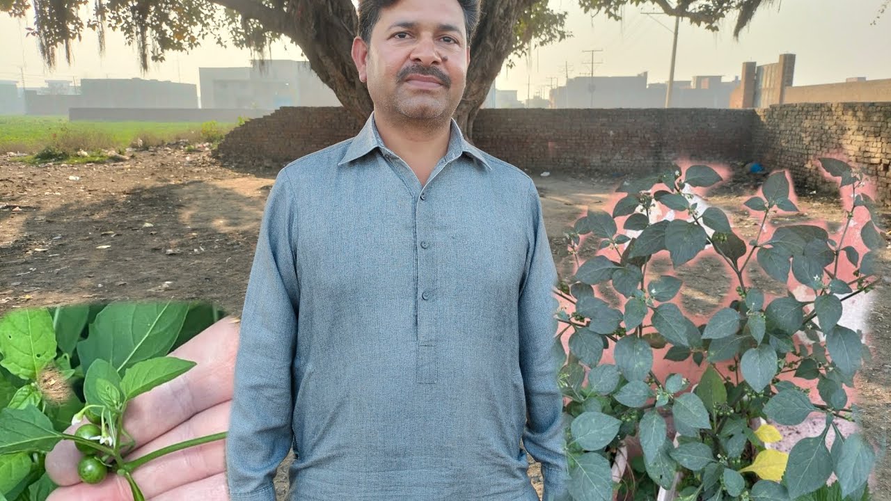 How make to pelak | pelak palant ki details  