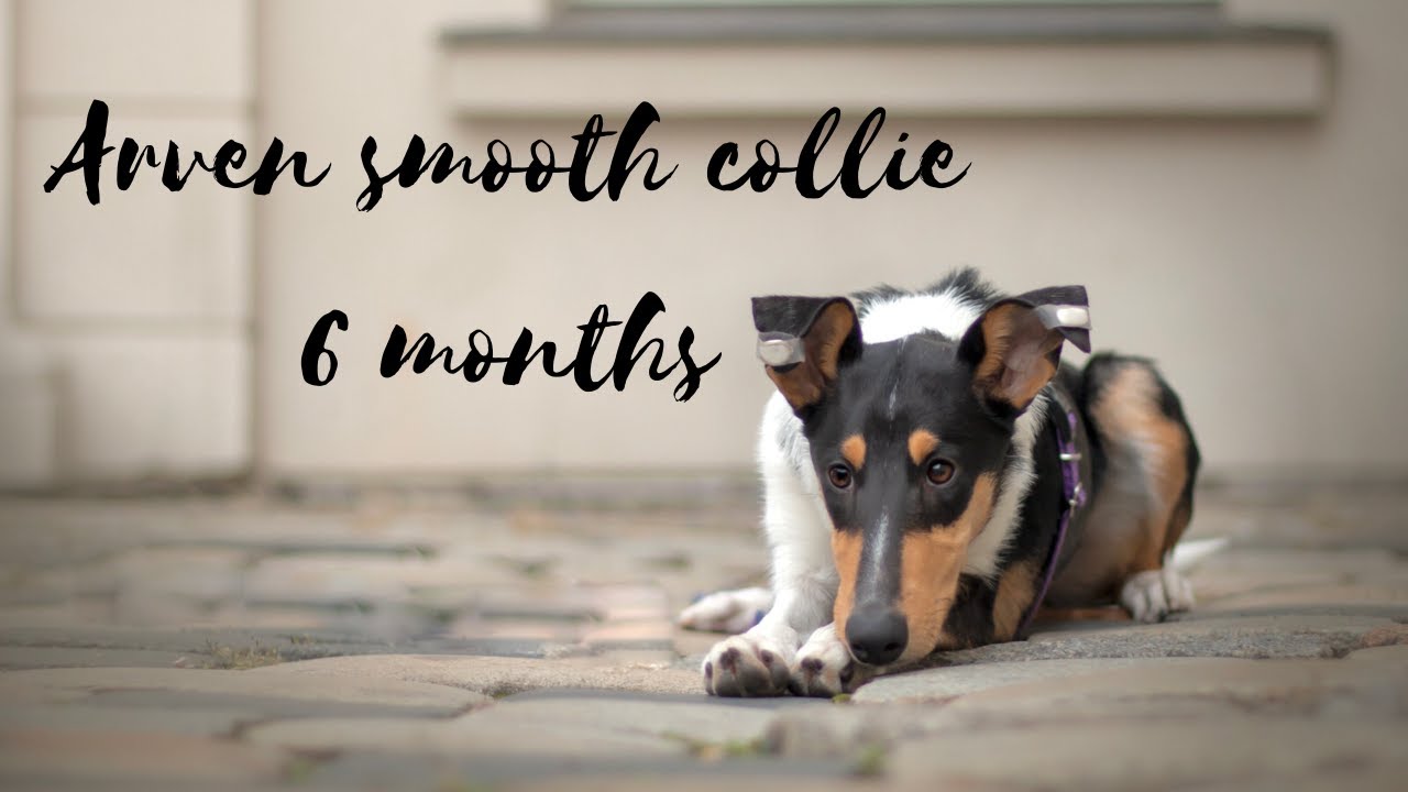 Arven smooth collie | 6 months