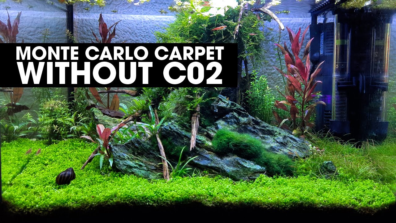 HOW TO GROW A MONTE CARLO CARPET WITHOUT CO2