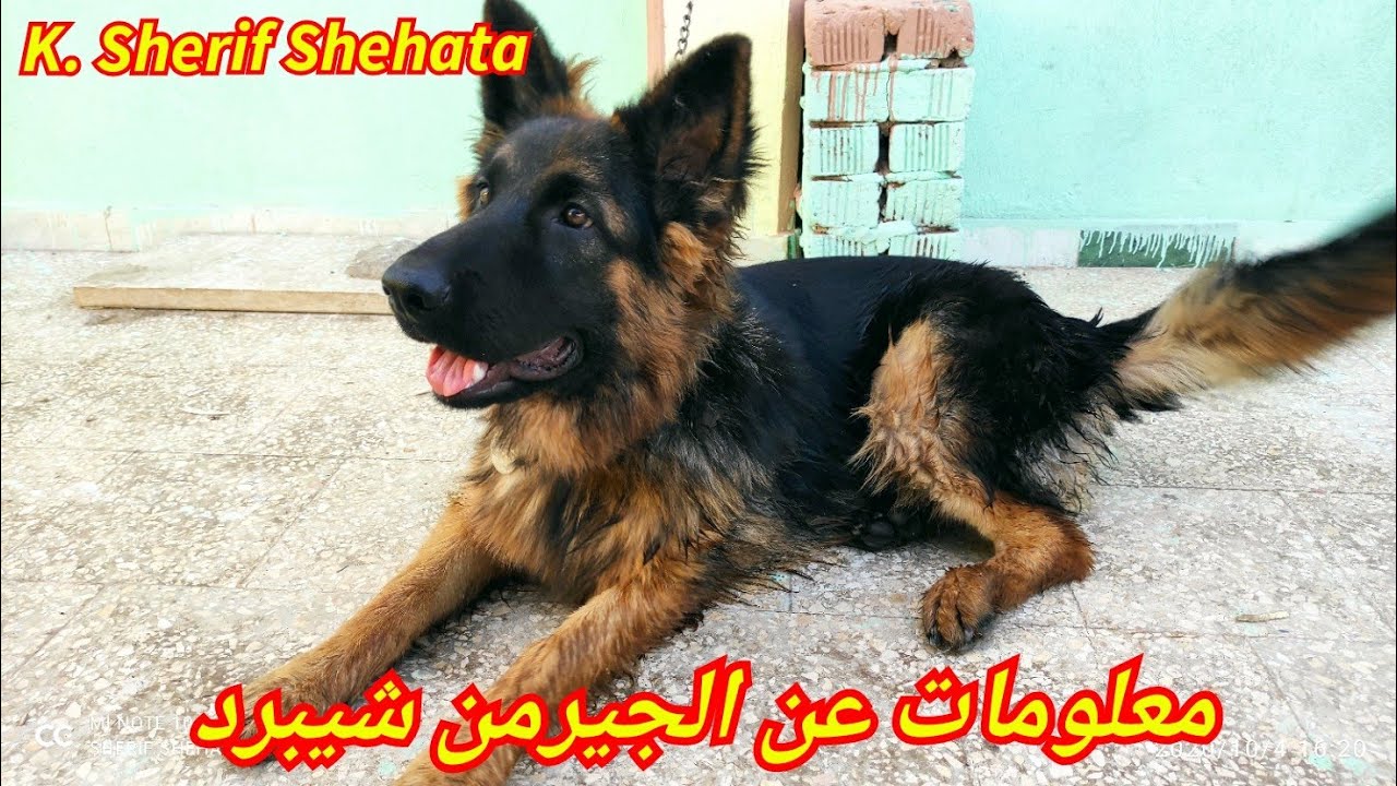 الجيرمن شيبرد صفاته ومميزاته وعيوبه مع كابتن شريف شحاته 💪❤️