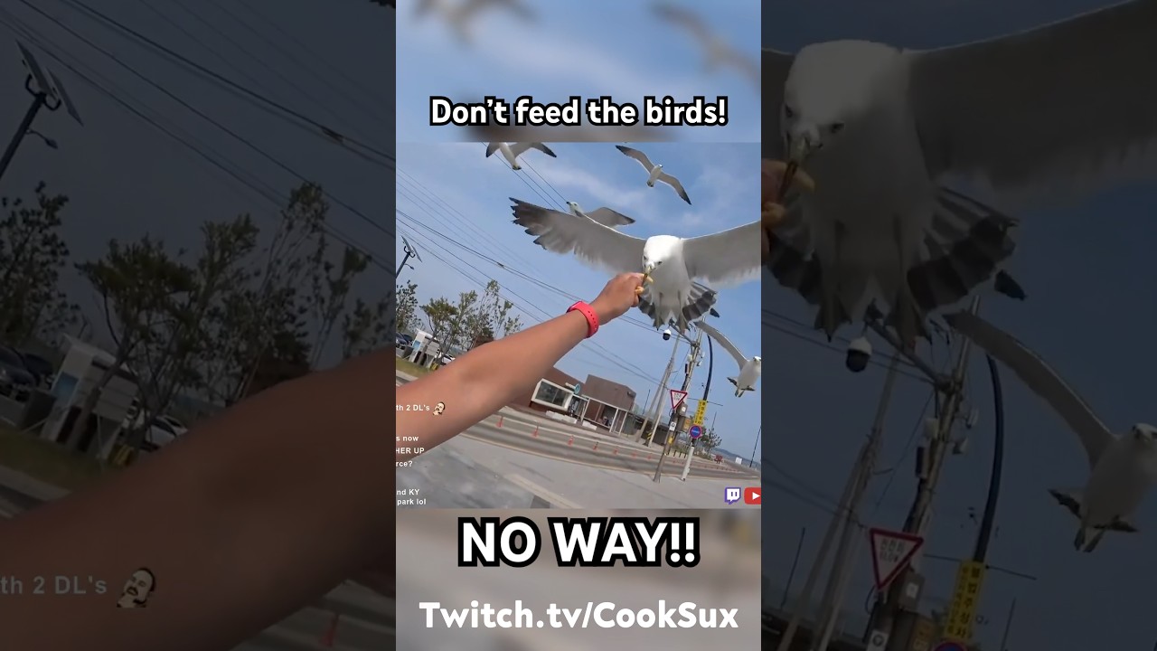 BIRDS ATTACK TWITCH STREAMERS!